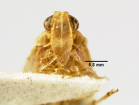 Catonia pumila image