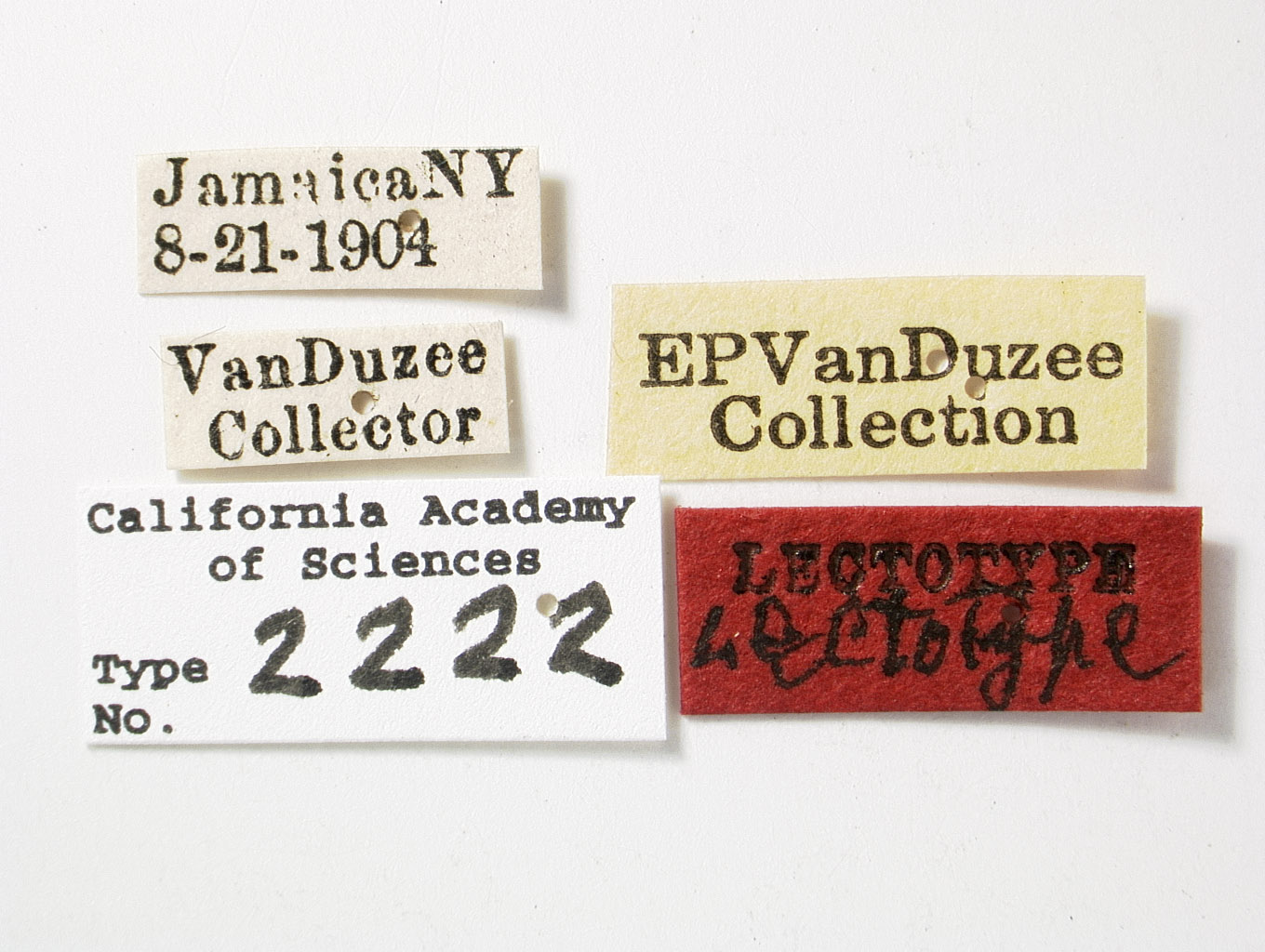 Catonia pumila image