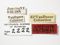 Catonia pumila image