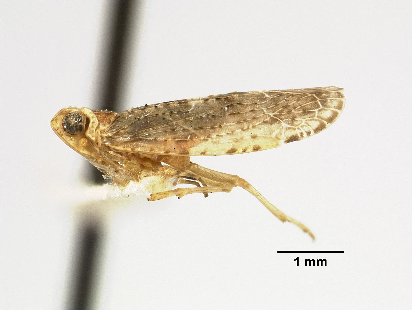 Catonia pumila image