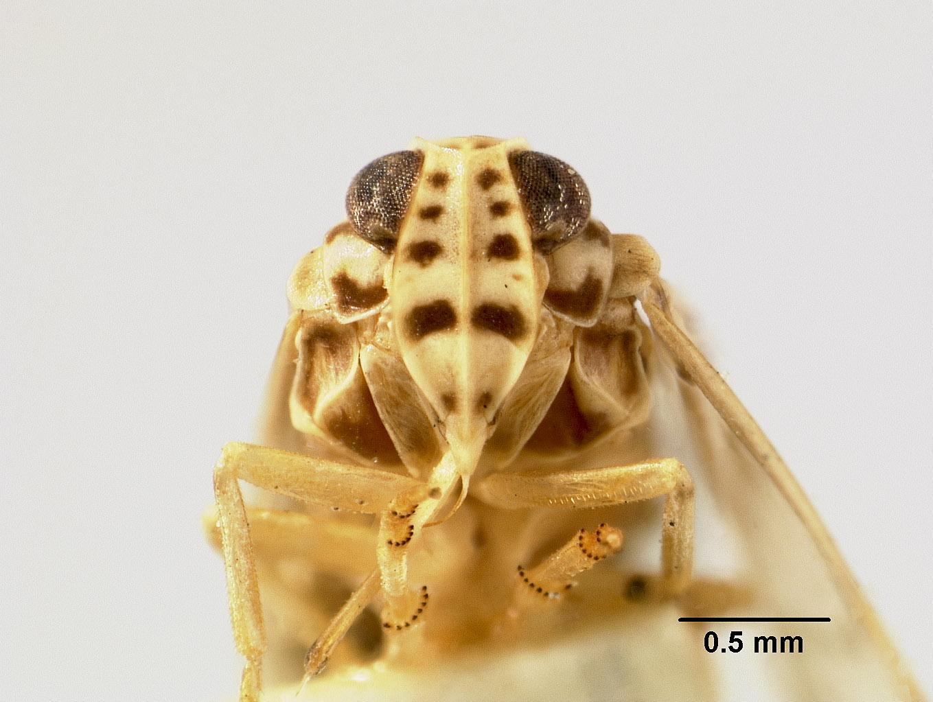 Catonia maculifrons image