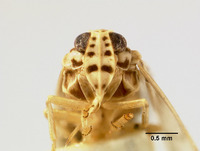 Catonia maculifrons image