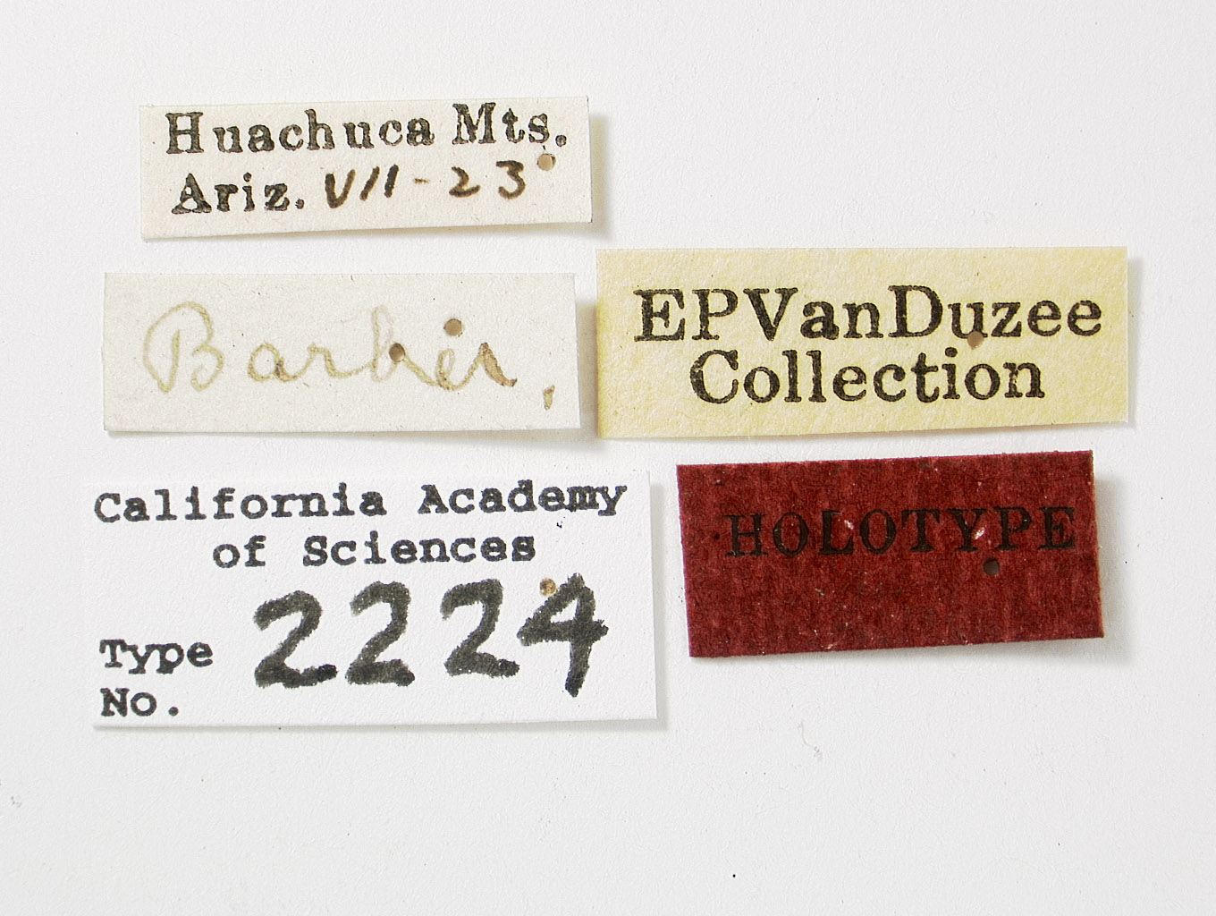 Catonia maculifrons image