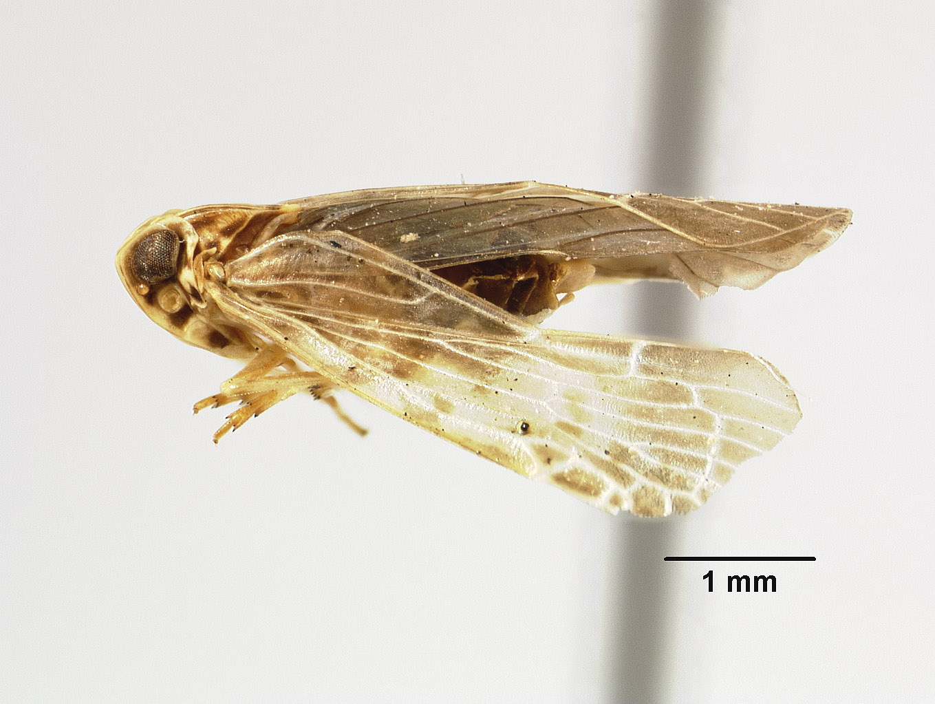 Catonia maculifrons image