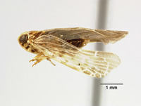 Catonia maculifrons image