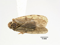 Catonia irrorata image