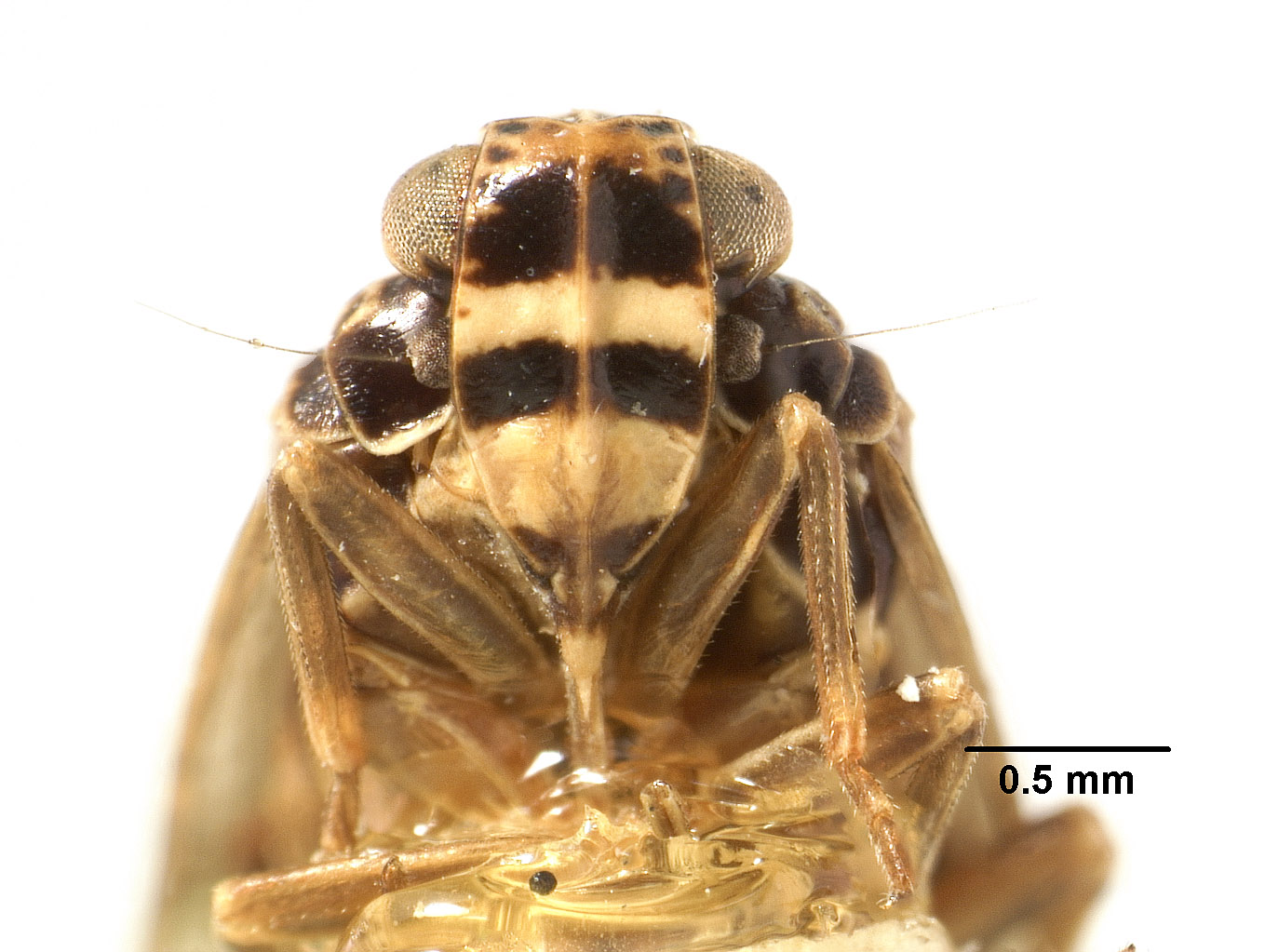 Catonia irrorata image