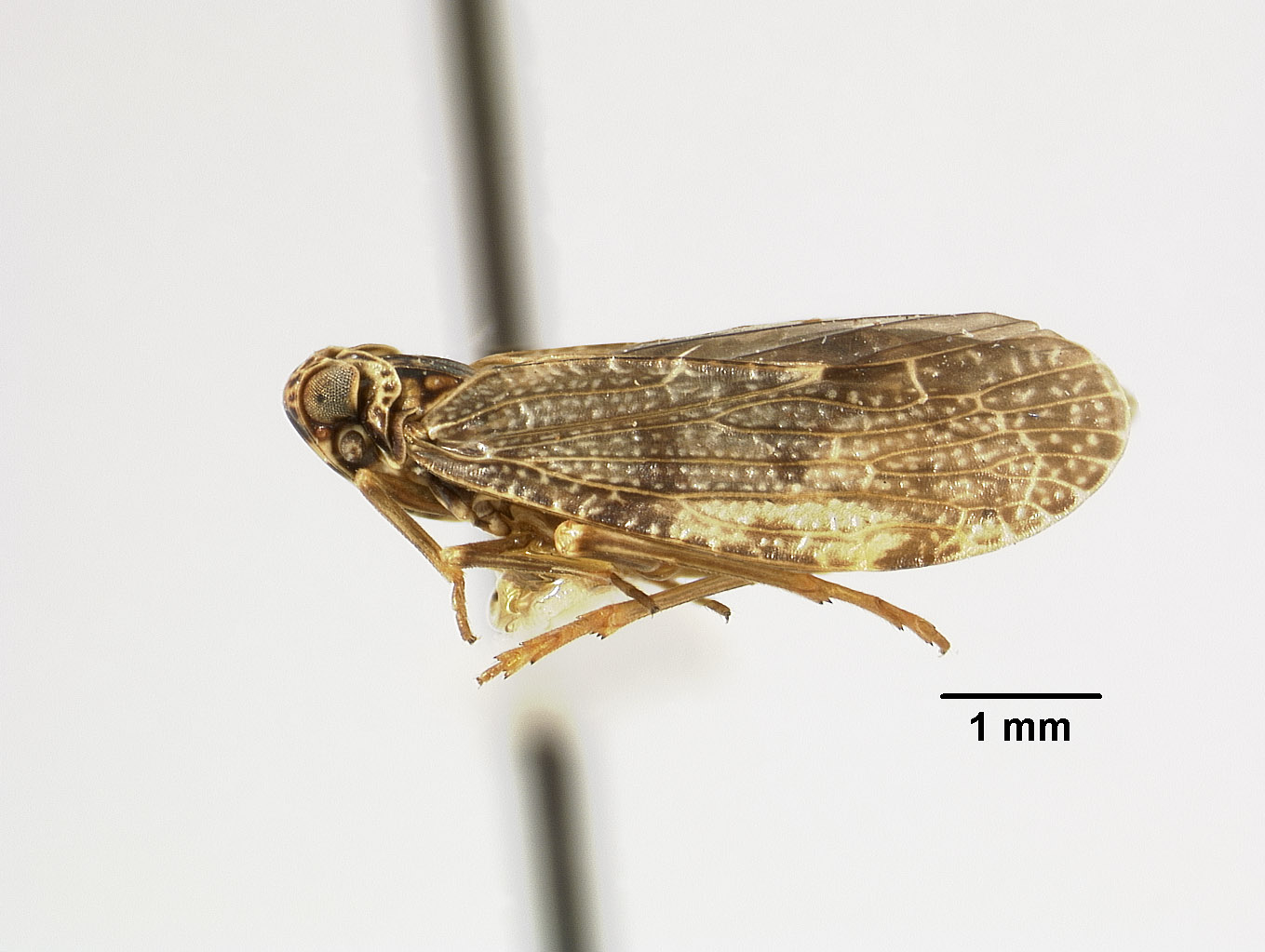 Catonia irrorata image
