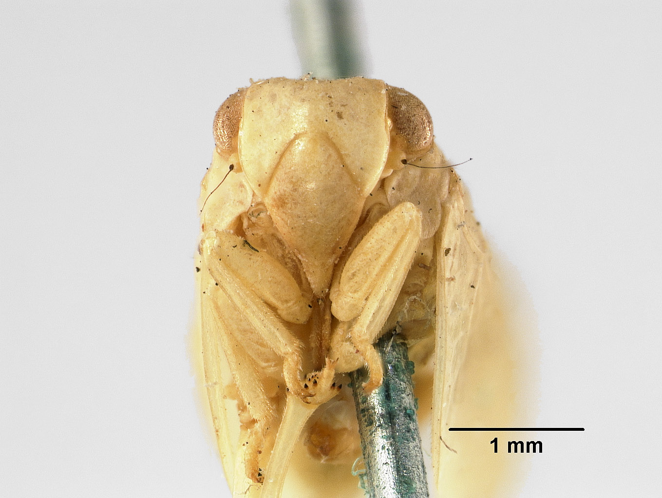 Acanalonia clypeata image