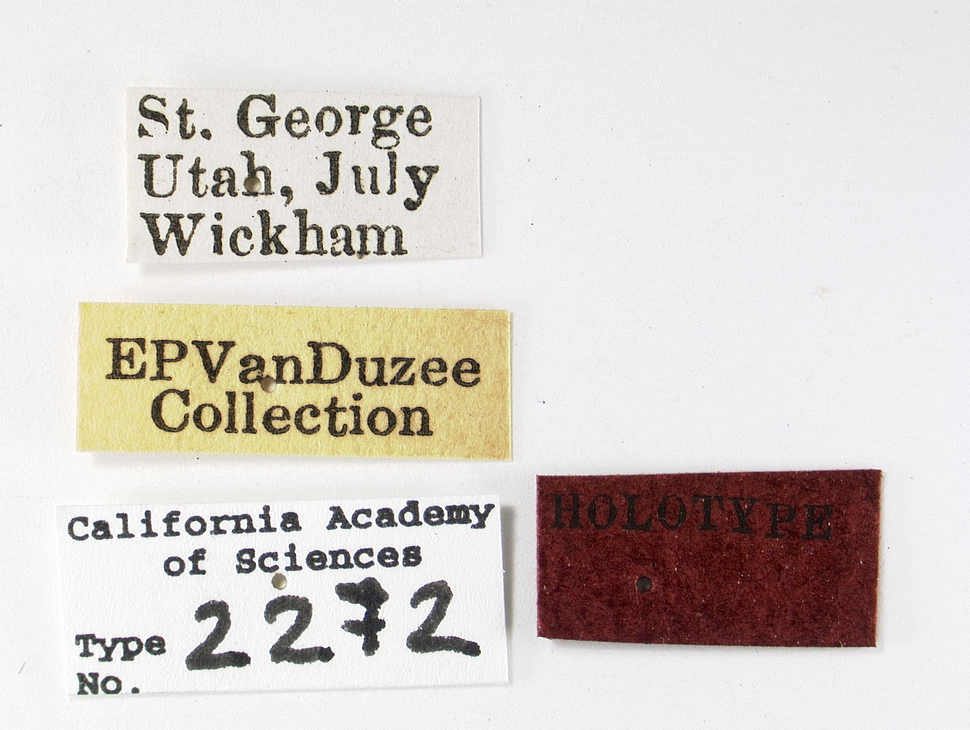 Acanalonia clypeata image