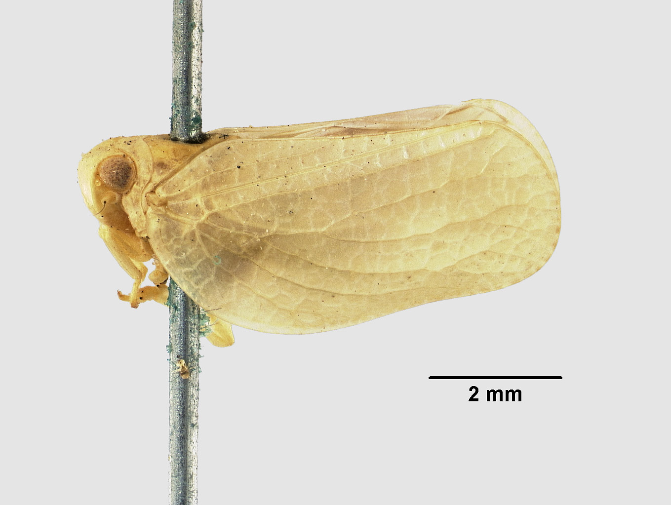 Acanalonia clypeata image