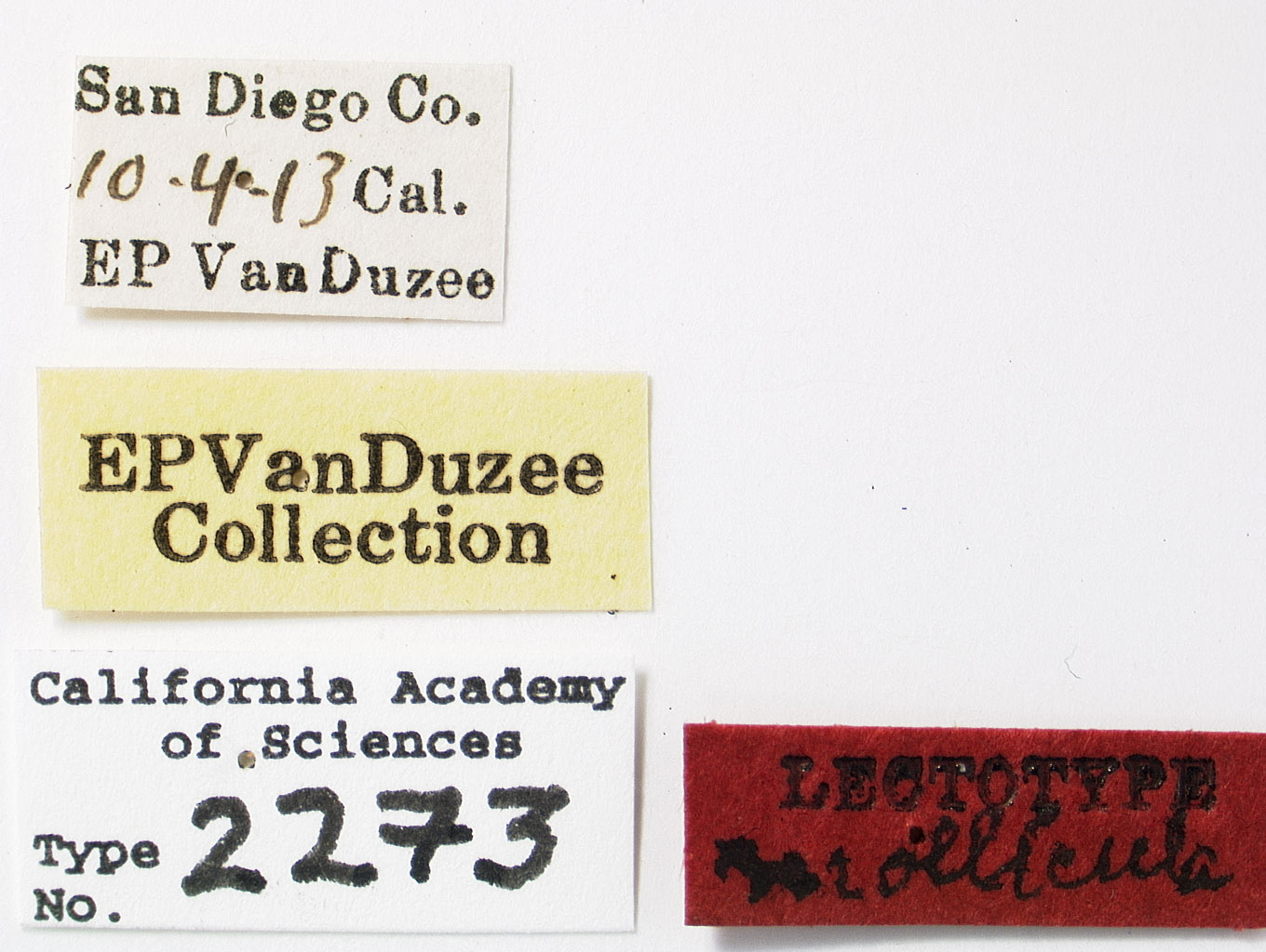 Acanalonia mollicula image