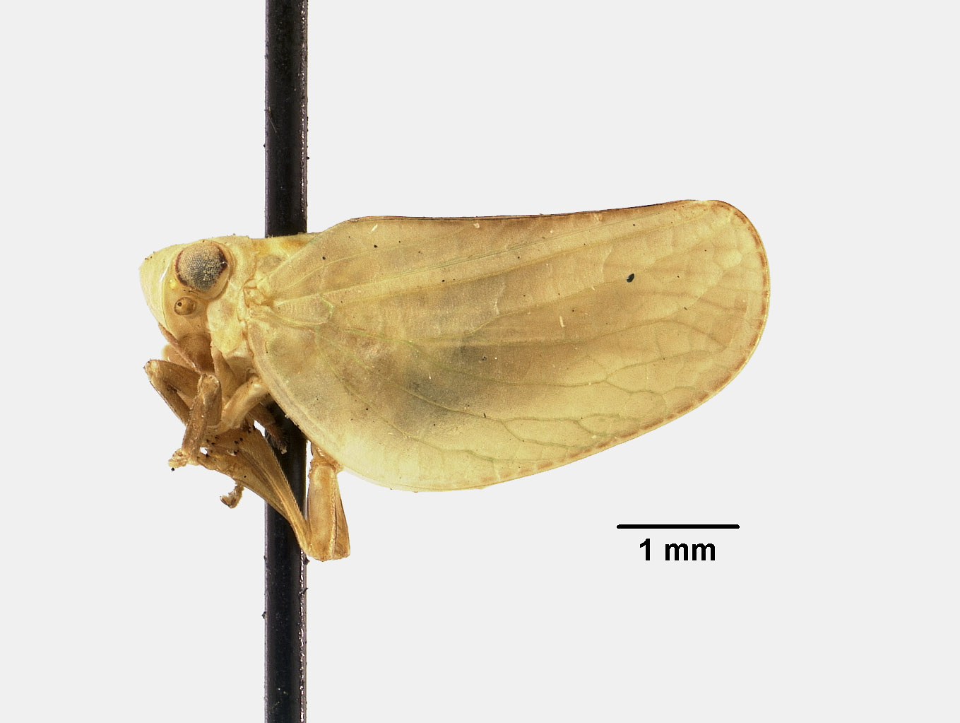 Acanalonia mollicula image