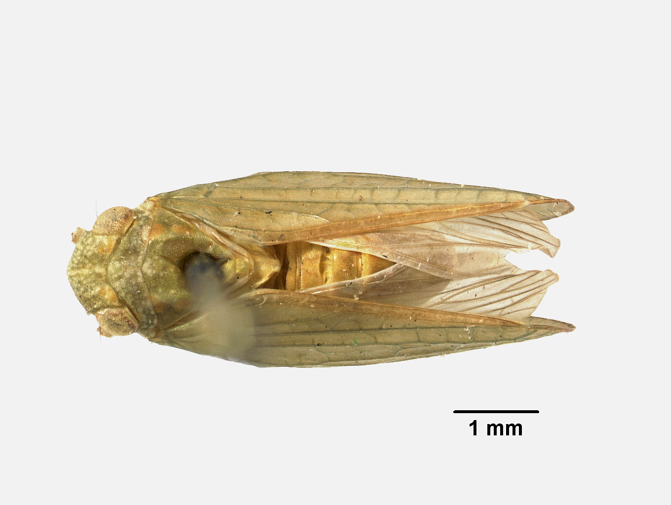 Acanalonia mollicula image