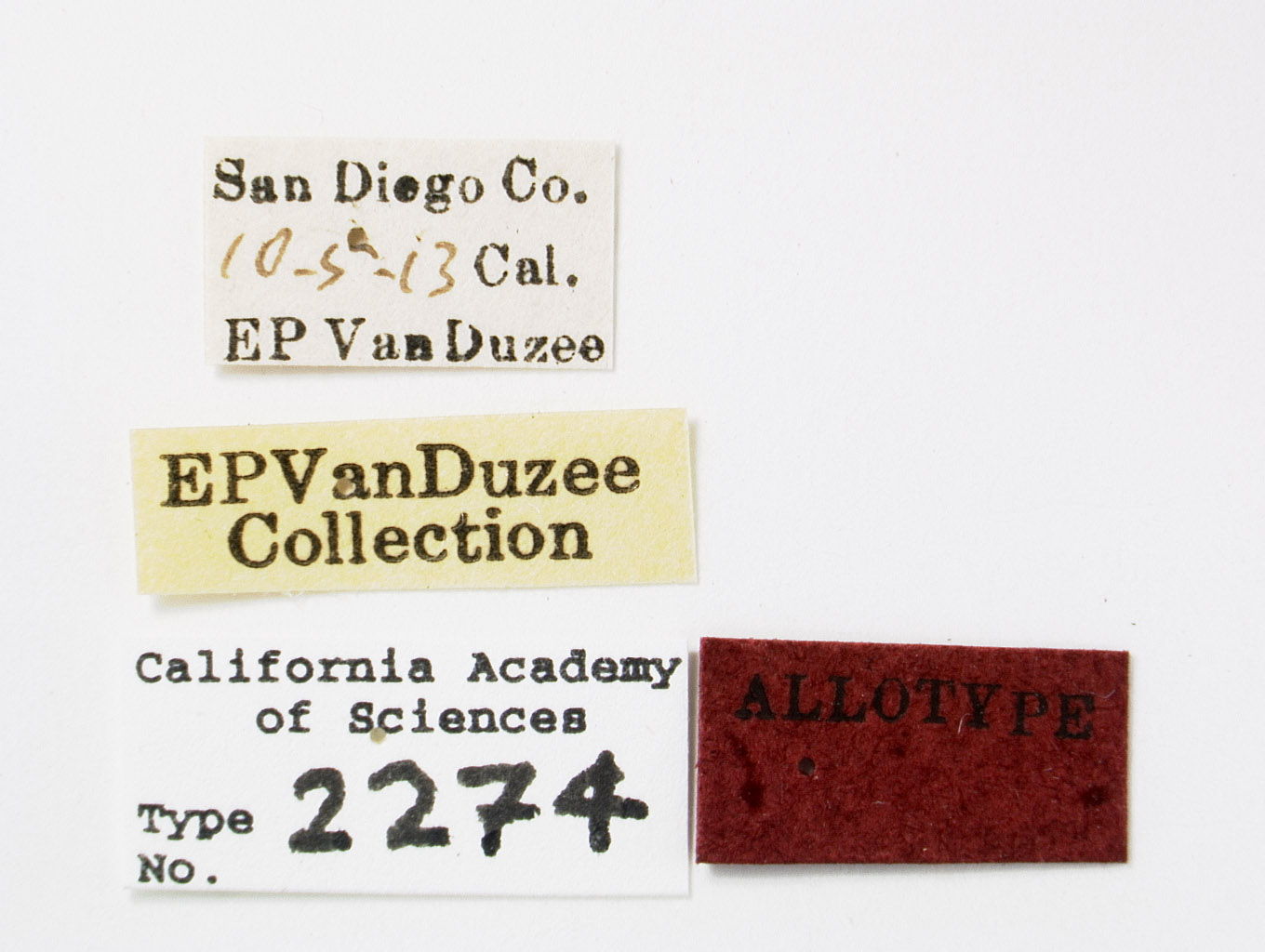 Acanalonia mollicula image