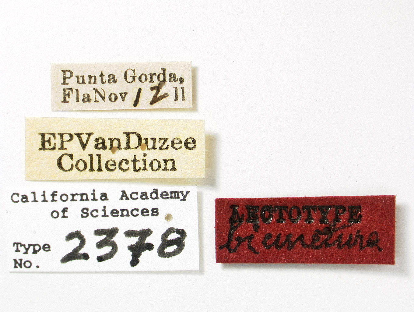 Catonia bicinctura image