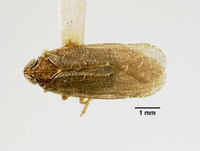 Image of Catonia fusca