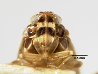 Catonia fusca image