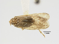 Catonia nervata image