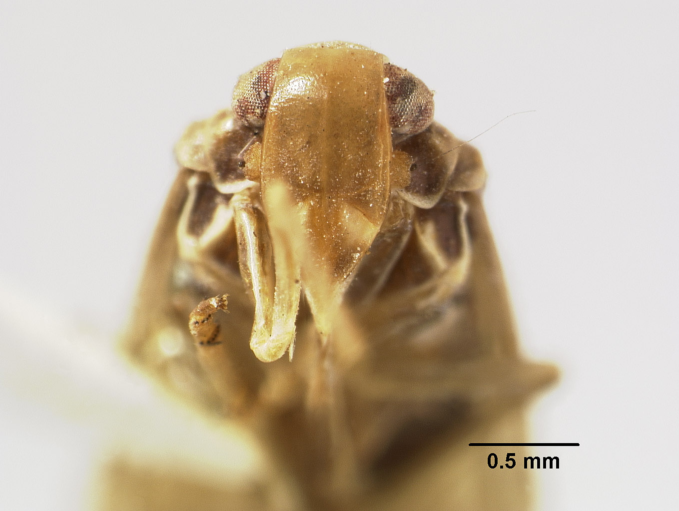 Catonia nervata image