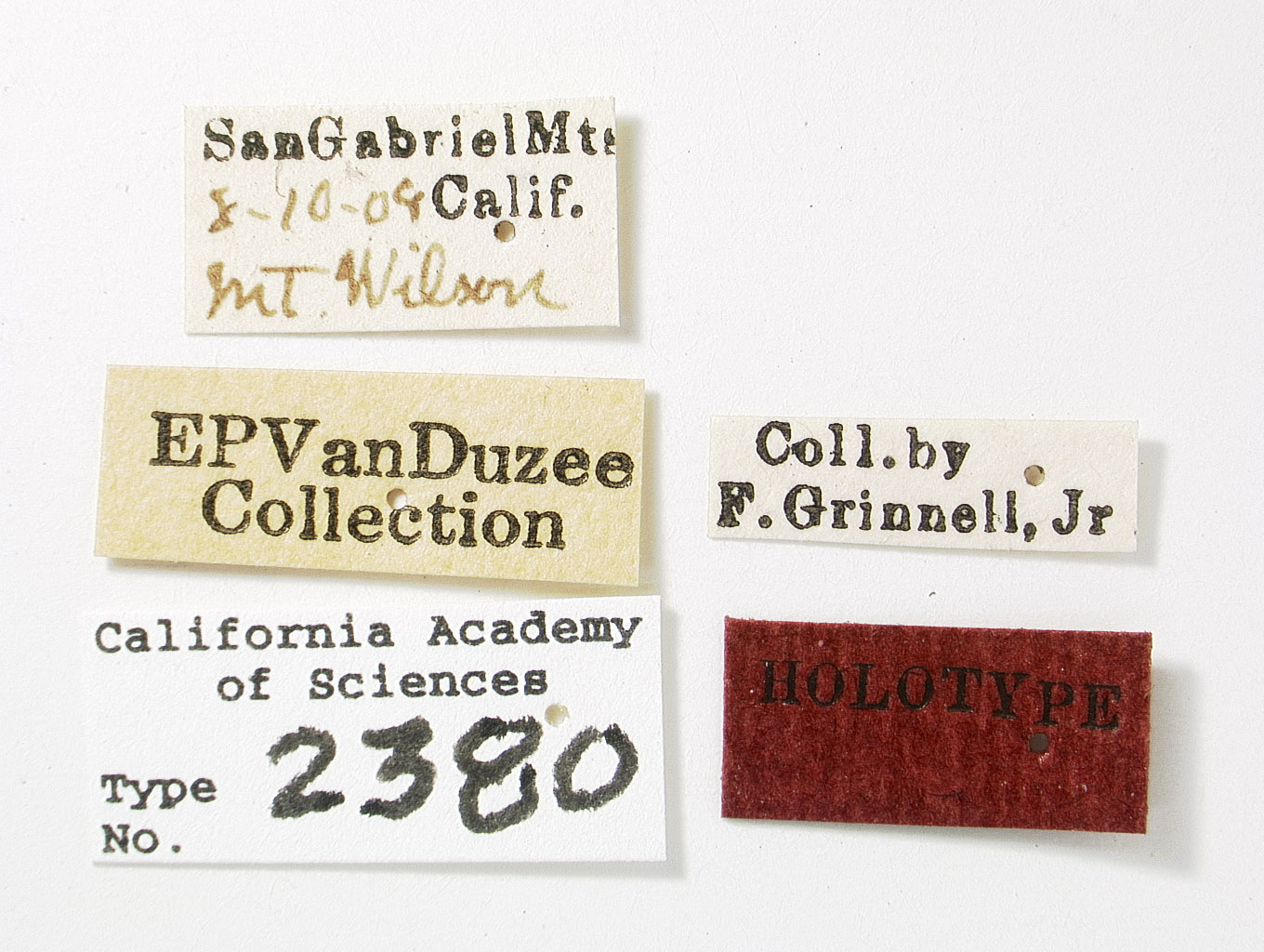 Catonia nervata image