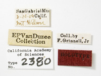 Catonia nervata image