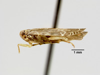 Catonia nervata image