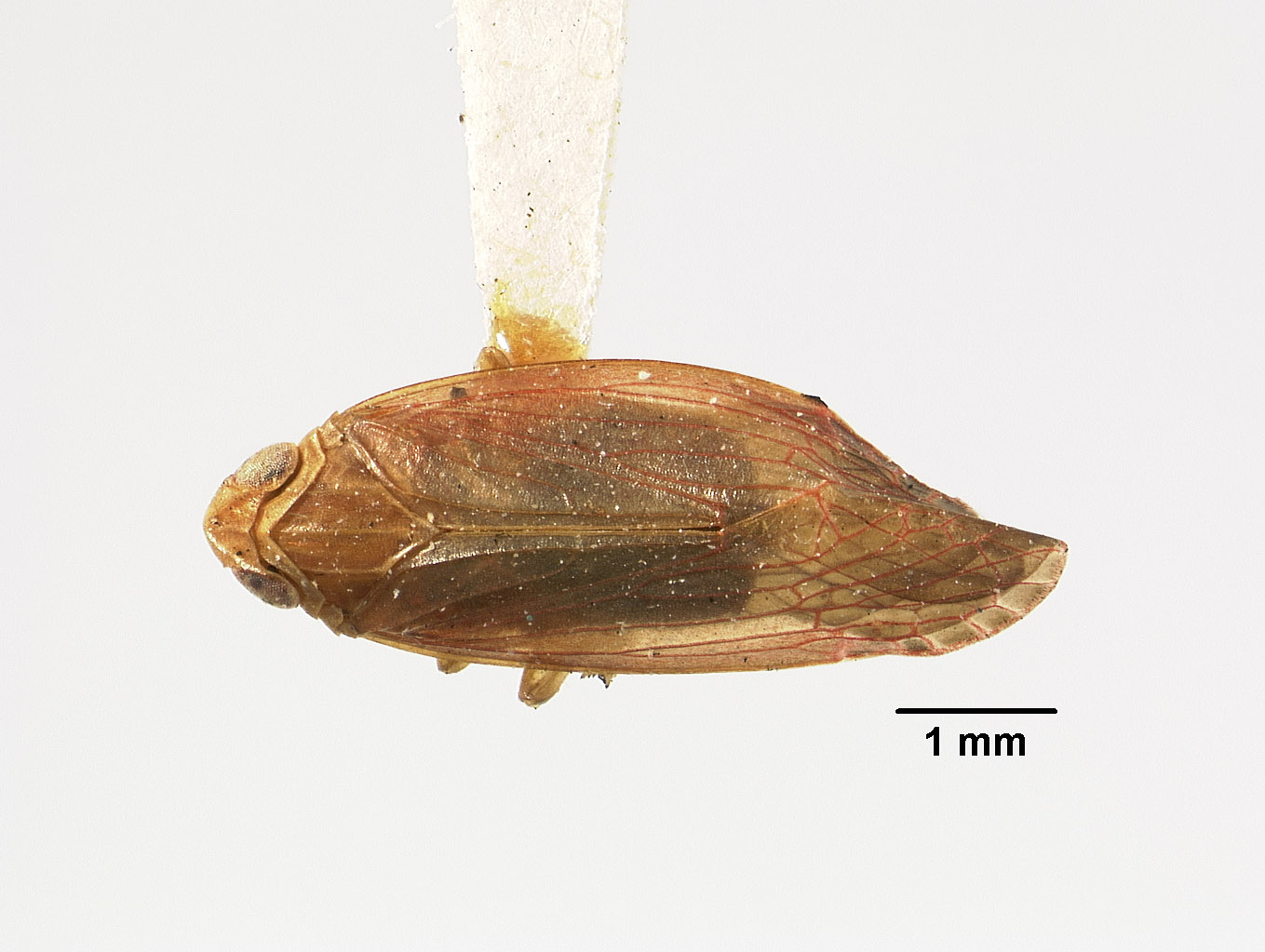 Catonia rubella image