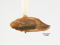 Image of Catonia rubella
