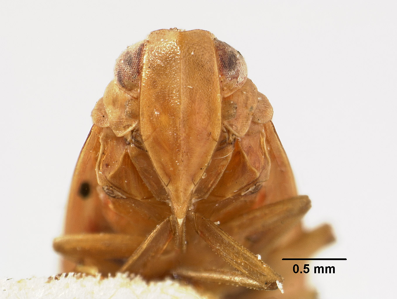 Catonia rubella image