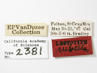 Catonia rubella image