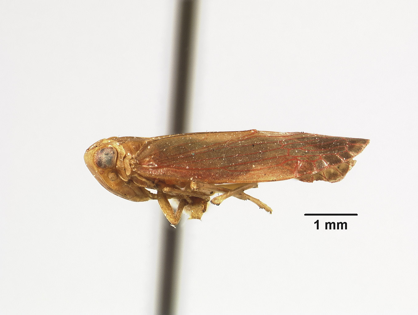 Catonia rubella image