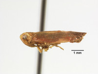 Catonia rubella image