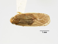 Image of Catonia costata