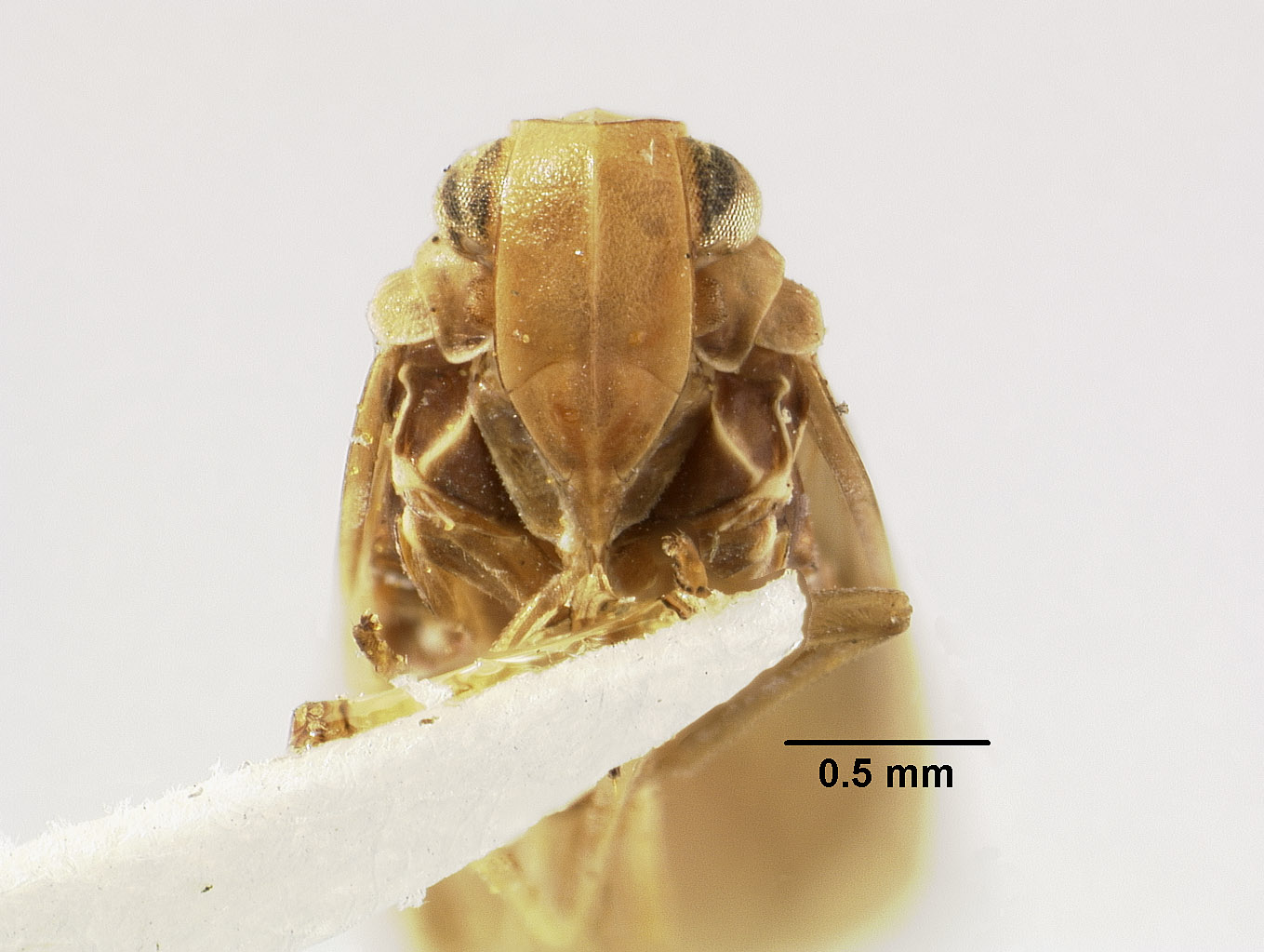 Achilidae image