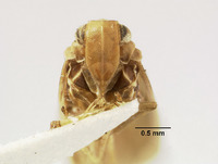 Catonia costata image