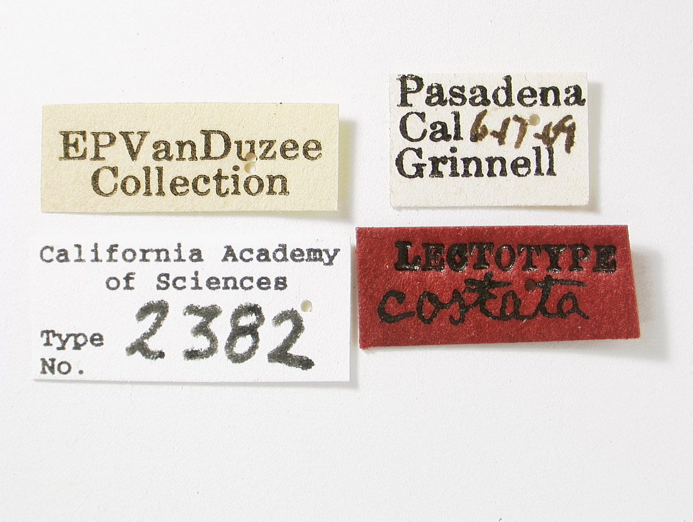 Catonia costata image