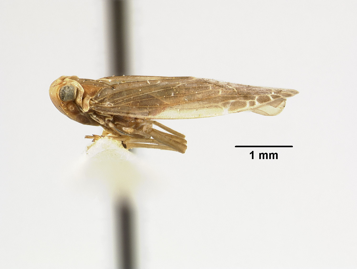 Catonia costata image