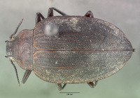 Amphizoa lecontei image