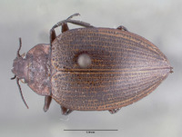 Amphizoa striata image