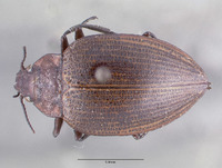 Amphizoa striata image