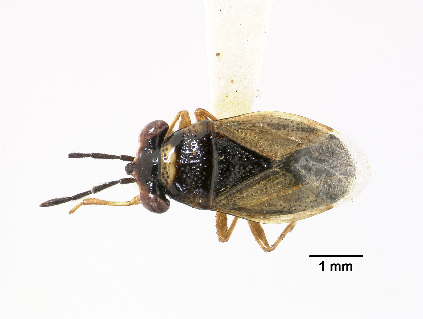 Hypogeocoris slevini image