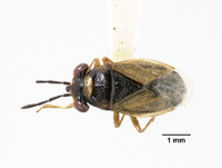 Image of Hypogeocoris slevini
