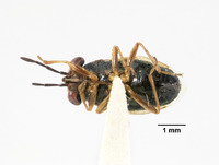 Hypogeocoris slevini image