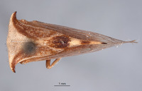 Ceresa albescens image