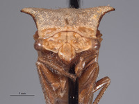Ceresa albescens image