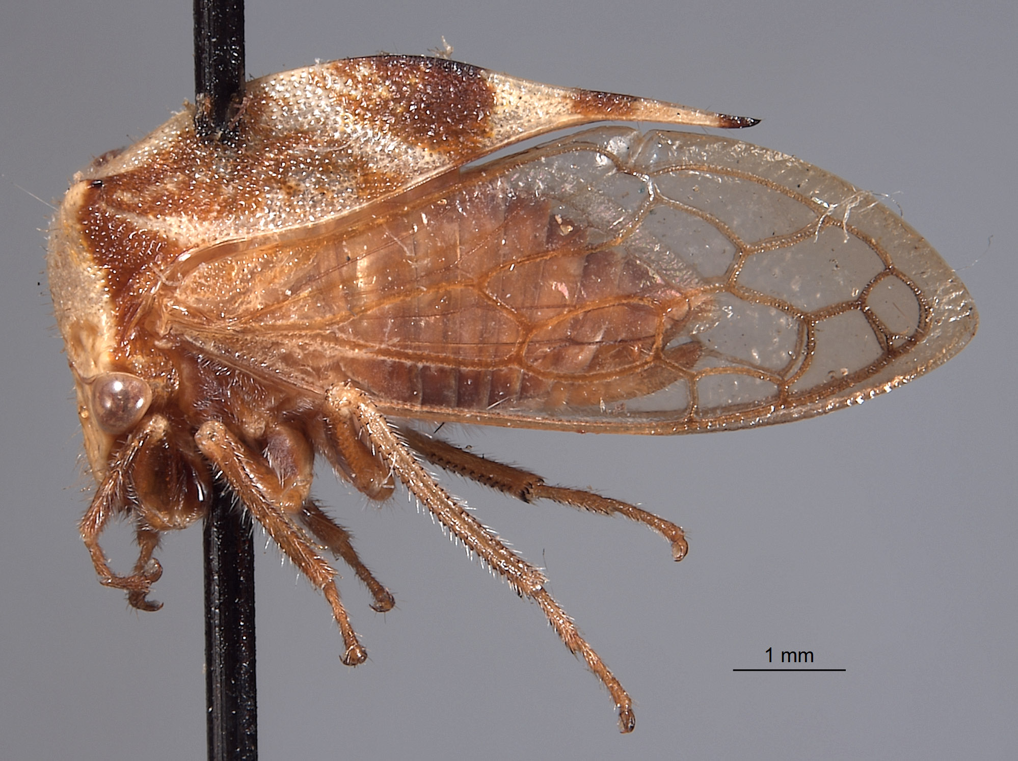 Ceresa albescens image