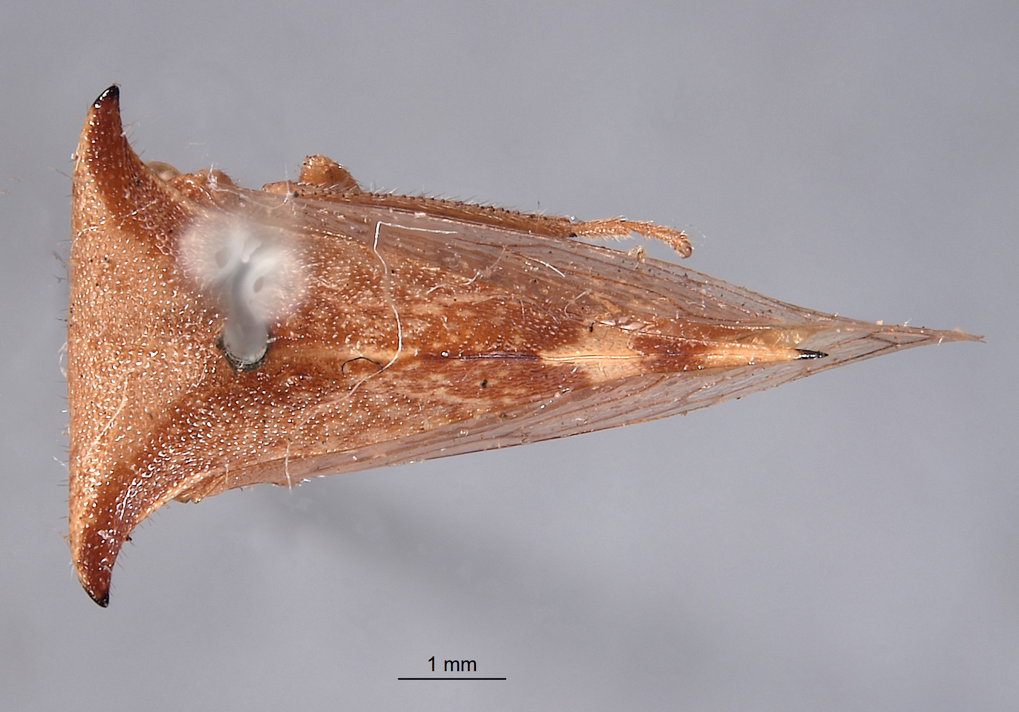 Ceresa albescens image