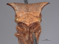 Ceresa albescens image