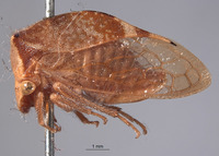 Ceresa albescens image